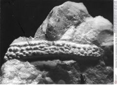 Historisches Foto von Cyclosphaeroma uhligi (Remeš, 1903) (NHMW-AFW-GEO-BACHMAYER-FOTO-1990-0041-0330)